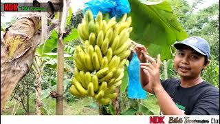 THE CHARM OF YELLOW CAVENDISH BANANAS