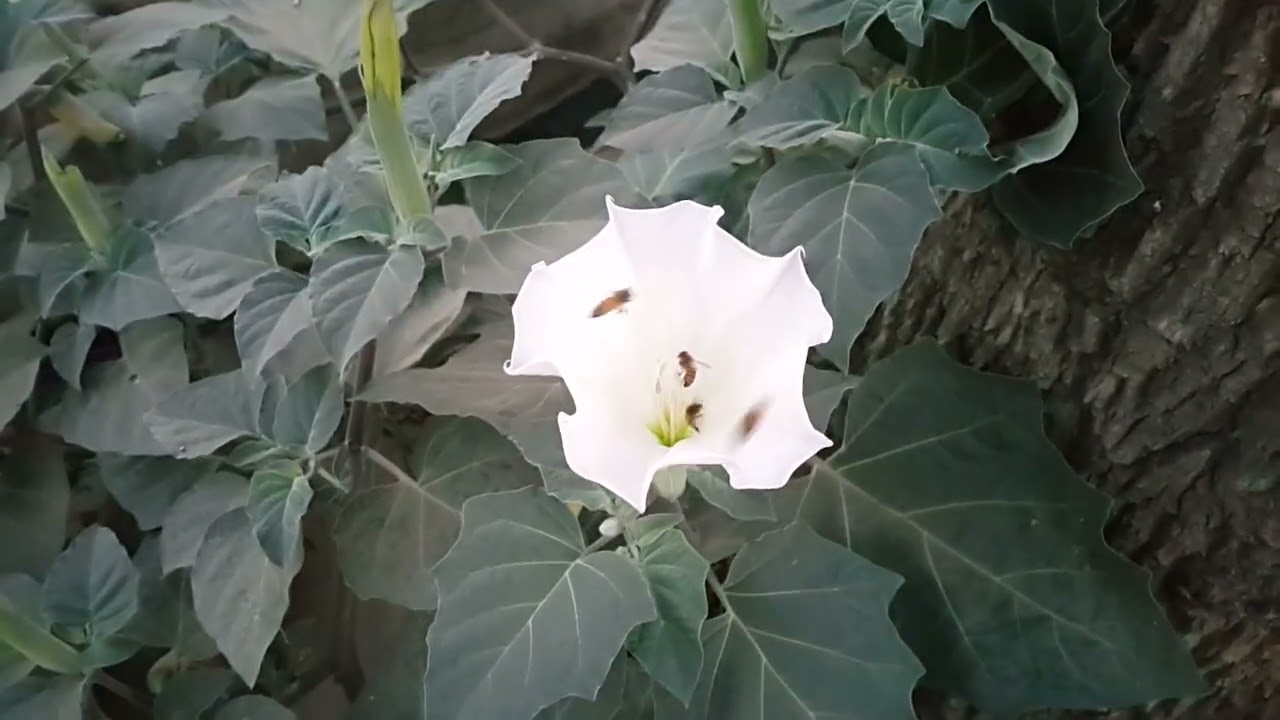 This Flower Attracts So Many Bees!