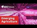 Indoor vertical farming praised as future source of produce