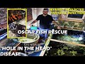 HOLE IN THE HEAD DISEASE OSCAR FISH RESCUE + HOW TO CURE (HITH)