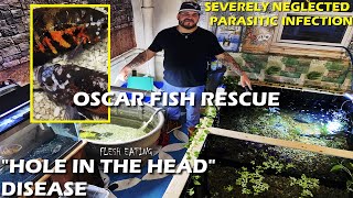 HOLE IN THE HEAD DISEASE OSCAR FISH RESCUE + HOW TO CURE (HITH) by HOUSE BILLINGS 8,452 views 3 years ago 11 minutes, 54 seconds