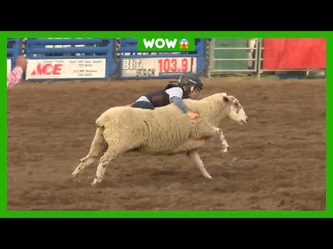 Sam (5) verbetert rodeo-record op schaap