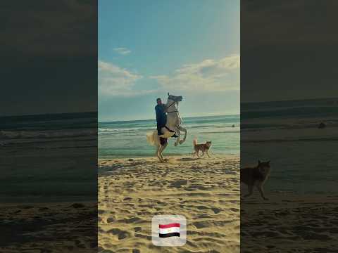 نصر دفاع قوة جيش مصر خيل عربيه اصيله خيل وخياله
