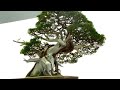 Japan bonsai seijuten  盆栽　日本盆栽青樹展