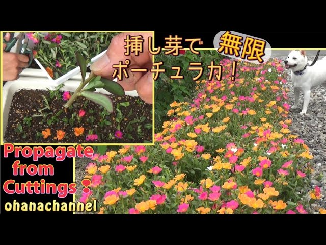 挿し芽で無限 ポーチュラカ Propagate Portulaca From Cuttings Youtube