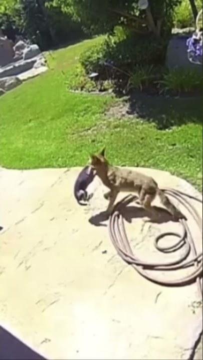 Rip cat has been eating by fox 🦊