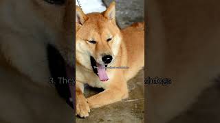 Interesting Facts of Shiba Inus Dogs Under 1 Minute