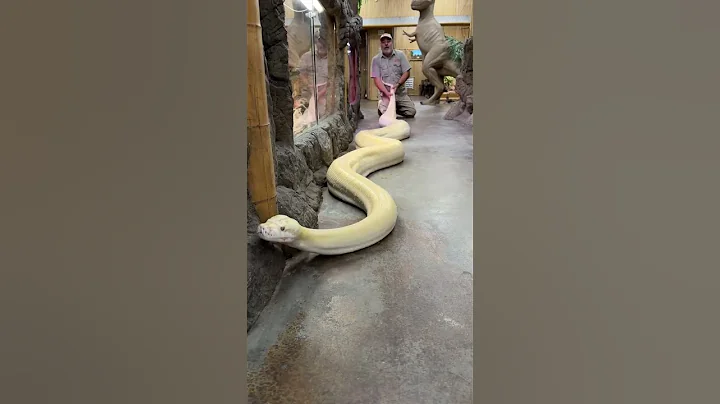 20ft reticulated python!🐍 - DayDayNews