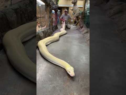 Vidéo: Python réticulé : photo, tailles