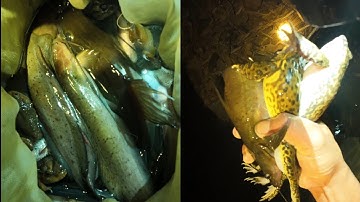 ẾCH RỪNG,CÁ SUỐI VÀ CUA ĐÁ.MỘT ĐÊM BỘI THU...