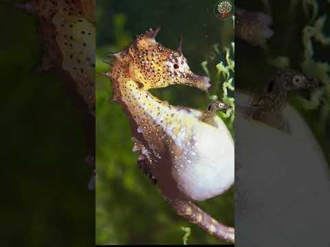 الحيد المرجاني العظيم في أستراليا يعتبر أك التاريخ الإسلامي هل تعلم