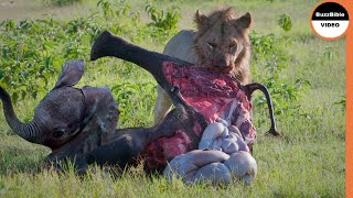 Elephant Calf Brutally Vanished Between The Lion's Jaws