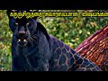 கருஞ்சிறுத்தை 8 சிறப்பு குணங்கள்,Black panther interesting facts/  Leopard Jaguar / Tamil Display