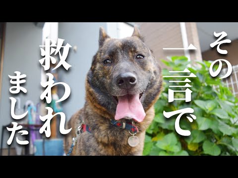 【感動】甲斐犬をお散歩中に言われた嬉しい一言‼【甲斐犬・柴犬】