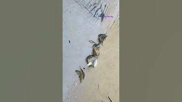 Cá Lớn - dùng màn xúc cả Đàn Cá Nhỏ dễ dàng 😱 #khacthuyvlogg