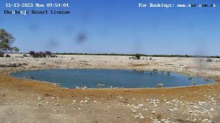 Okaukuejo Resort, Wildlife Waterhole: Live camera stream in the Etosha National Park in Namibia