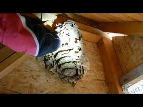Video: Cum să scapi de un cuib de viespe