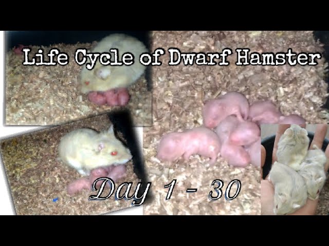 Life Span of a Dwarf Hamster