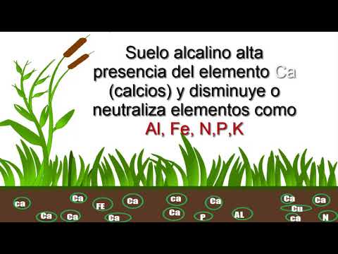 Video: ¿Qué pH es el suelo salino?