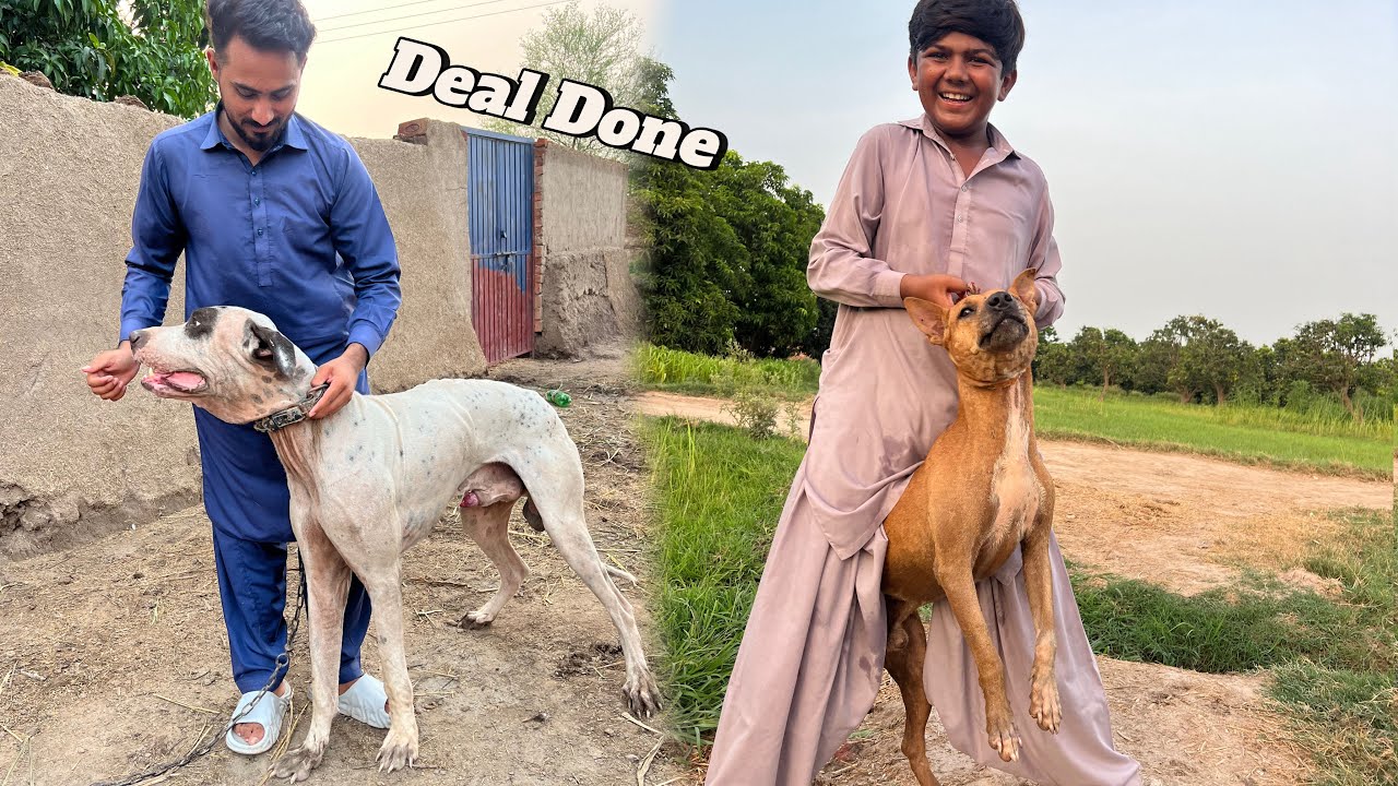 Bully Dog 🐕 Ki Deal Done Hogi 🥳