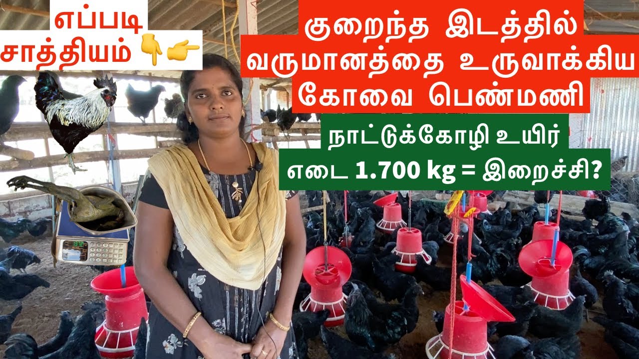 Successful Kadaknath Farm in Coimbatore, Tamilnadu |  பண்ணை முறை கடக்நாத் கோழி வளர்ப்பு