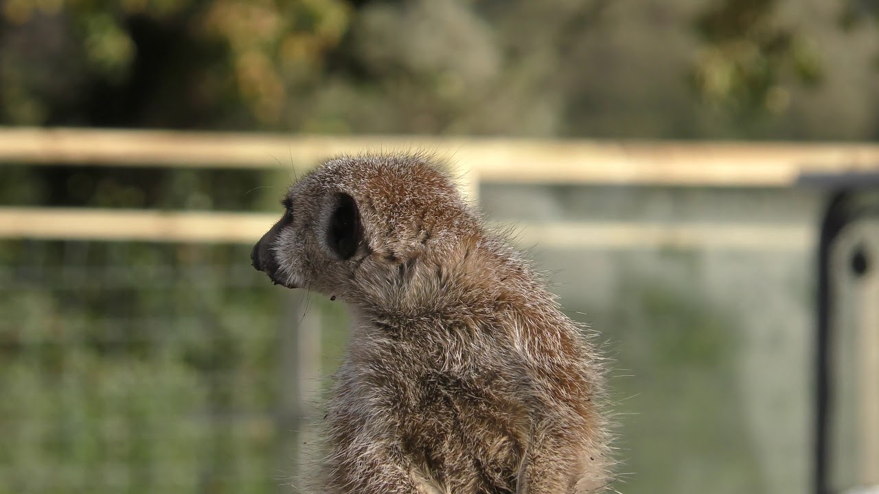 Axe Valley Wildlife Park (22nd October 2017)