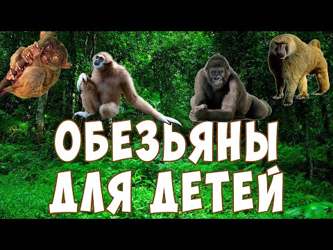 Обезьяны для детей | Учим обезьян | Развивающее видео | Карточки Домана