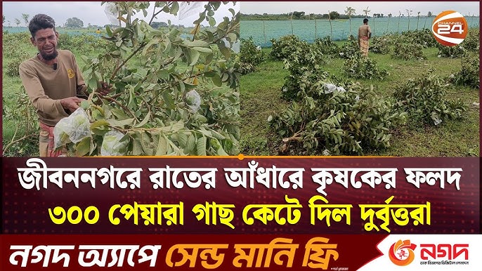 Yangiliklarda yapon porno