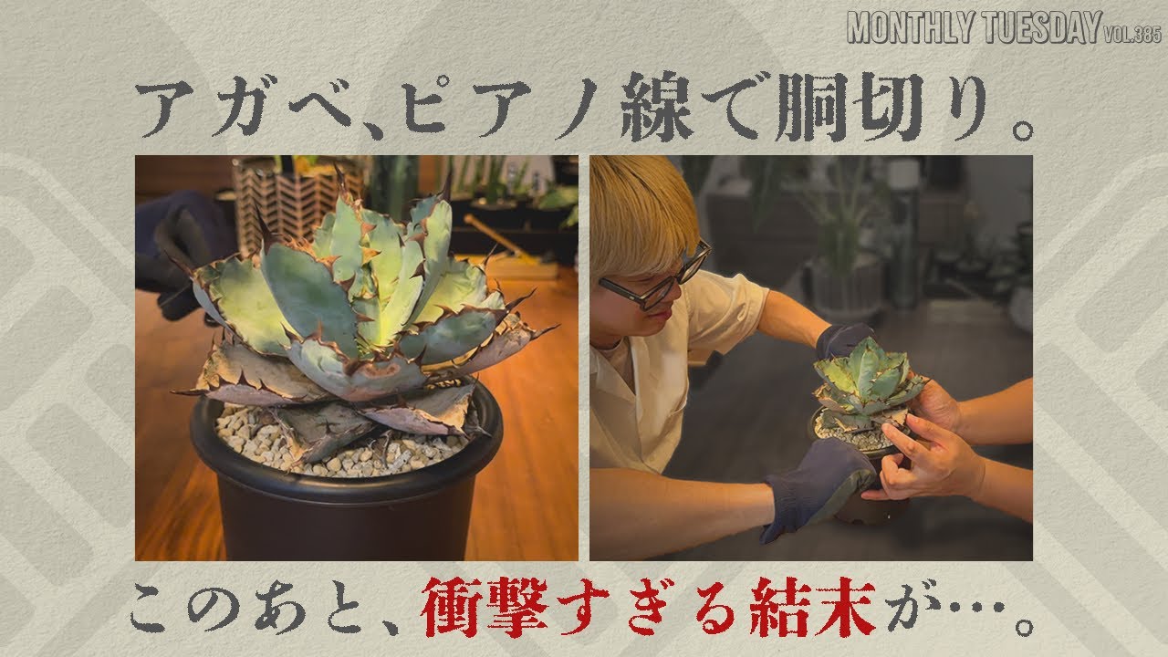 アガベ】アガベチタノタBBをピアノ線を使って初胴切り！衝撃の結末です 