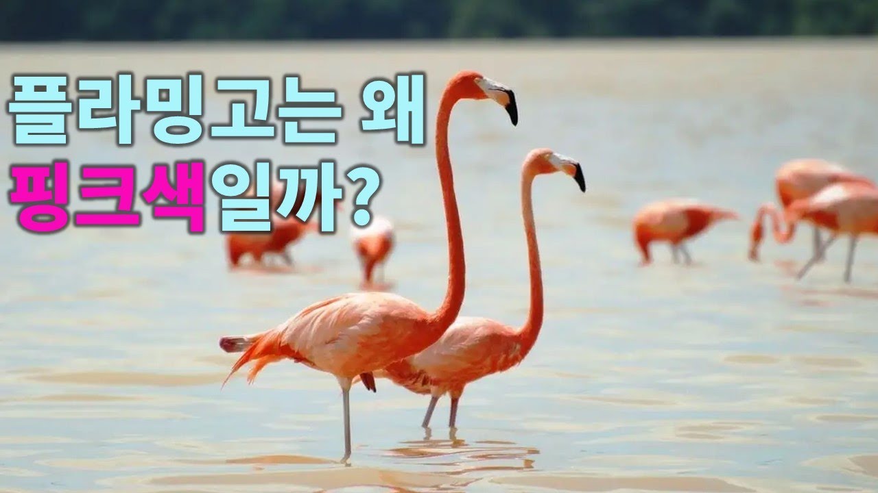 플라밍고 (홍학) - YouTube