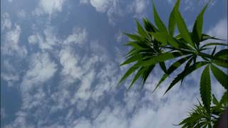 Hemp field inspection 60 days after seeding