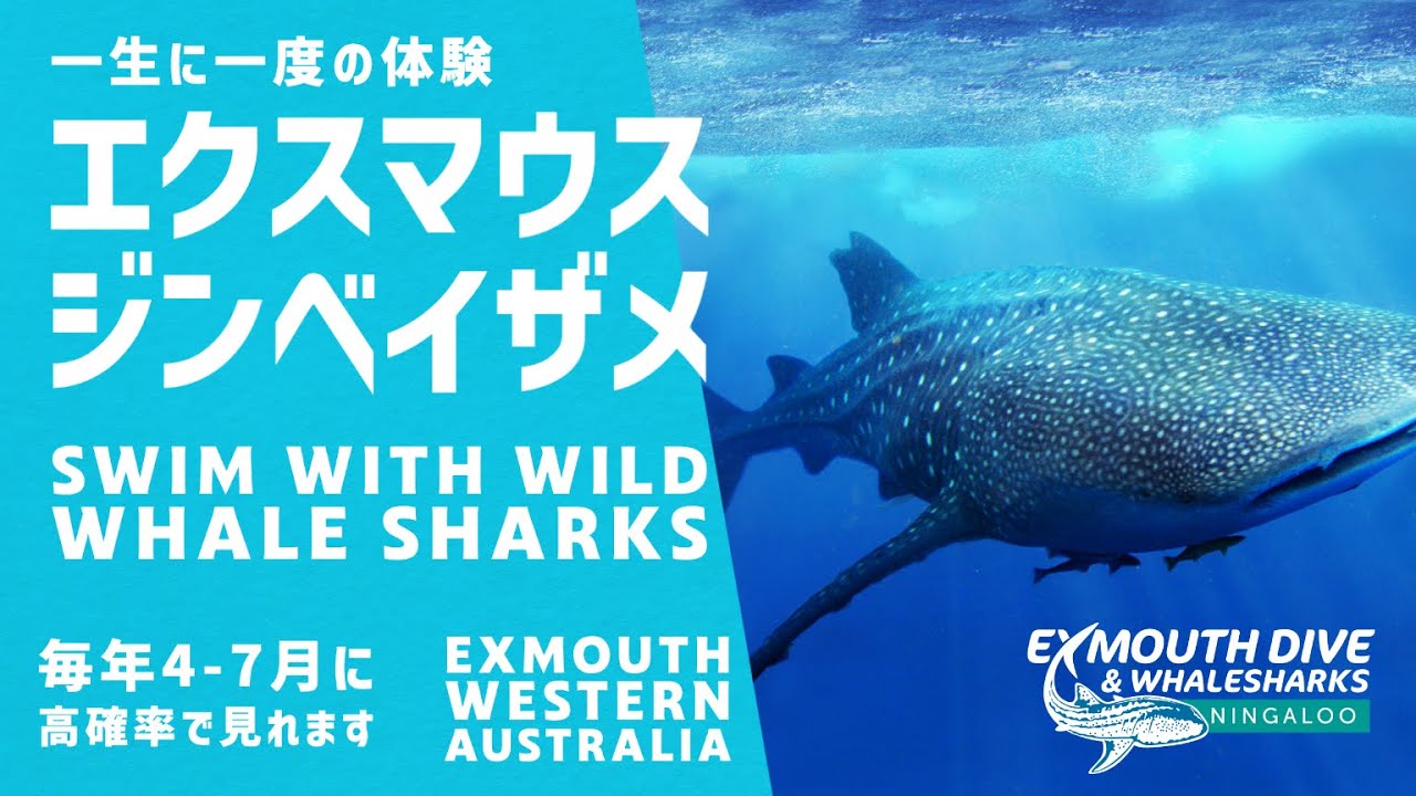 1080p ジンベイザメと泳ぐツアー ニンガルーリーフ エクスマウス Exmouth Dive And Whalesharks Youtube