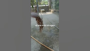 Rượu sâm đương quy nhà làm