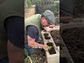 Growing carrots in concrete blocks #selfsufficiency #gardening #garden #farming