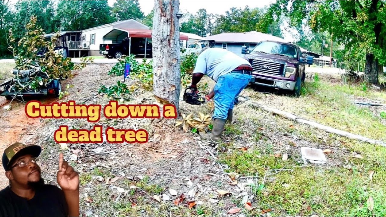 CUTTING DOWN A DEAD TREE IN MY YARD - YouTube