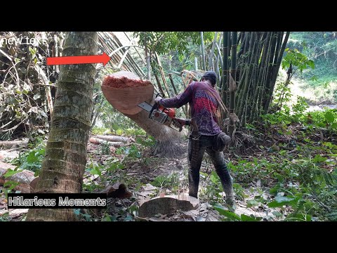 Cutting Sengon Trees Quickly, Precisely And Accurately |  Chainsaw Stihl Ms 382 #stihl #andreasstihl