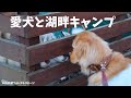 【大事件勃発】愛犬と湖畔キャンプ　in山中湖フォレストコテージ