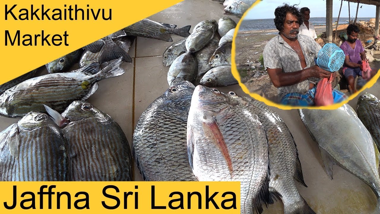 Jaffna Kakkaithivu Fish Market Sri Lanka e1