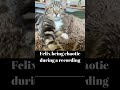 Shorts- Felix interrupts a recording...