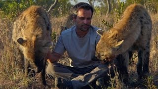 Why Do Hyenas Laugh?