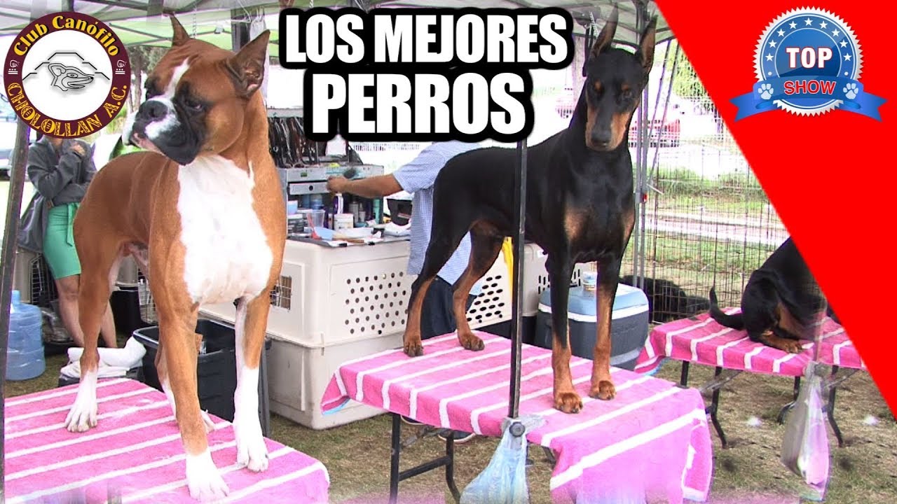 BÓXER, DÓBERMAN, AKITA AMERICANO "Todos en Cholollan 2019"
