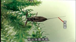 水中生物 