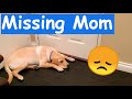 Labrador Missing Human Mom When Left Home Alone with Dad [How We Spent 3 Hours Together]