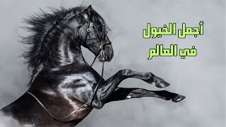 اجمل أنواع الخيول والاحصنة في العالم | هل رأيتم الحصان الغجري؟
