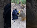 Caught on Camera 🐒 || Unbelievable! Monkeys Stealing Food Right Out of Bags || Funny Animal Videos
