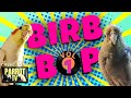 Birb Bop [Vol. 1] Music for Birds to Dance to | Parrot Music TV for Your Bird Room