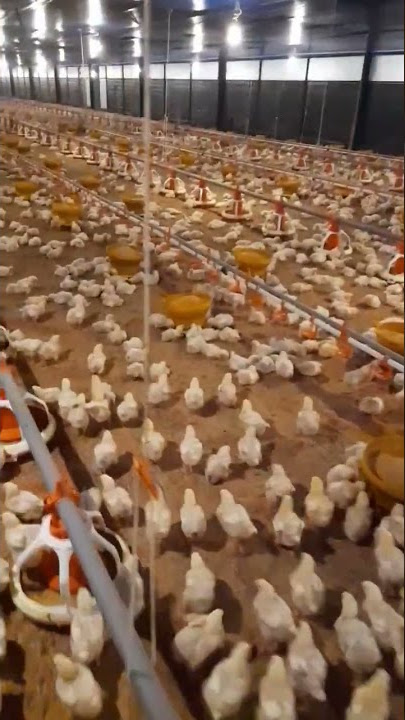 KONDISI AYAM KANDANG CLOSE HOUSE #shorts #tiktok #story #storywa #chicken #viral #trending