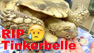 My Pet Tortoise Has Died screenshot 4
