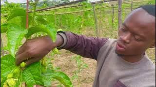 EP1: UBUHINZI BUNOZE BW'AMATUNDA