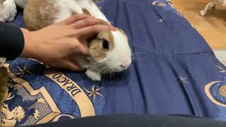 So cutie 🥰  #my love   #cute  #fluffy by Rabbit Nuvoletta Story 252 views 5 months ago 40 seconds